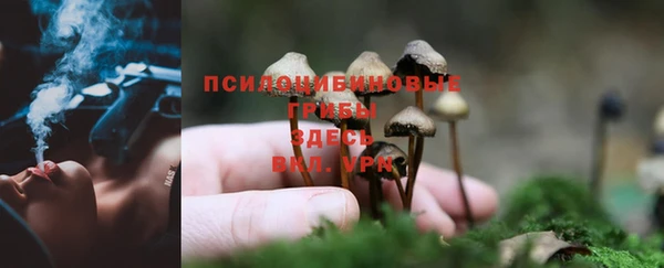 сатива Володарск